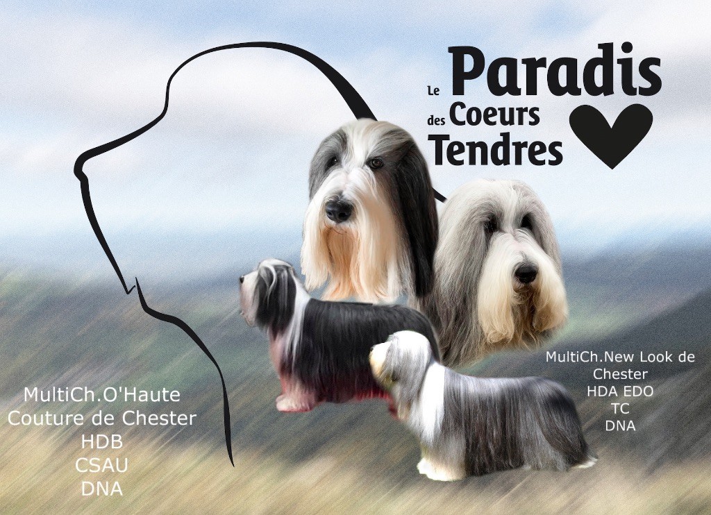 chiot Bearded Collie du paradis des coeurs tendres