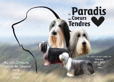 du paradis des coeurs tendres - Bearded Collie - Portée née le 28/09/2024