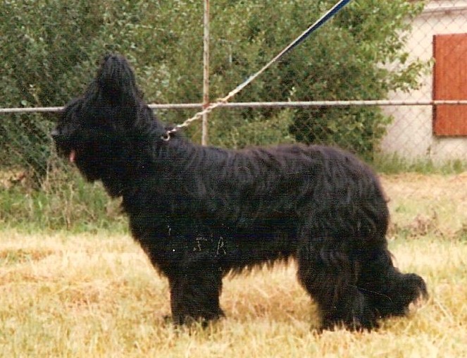 Bagheera du paradis des coeurs tendres