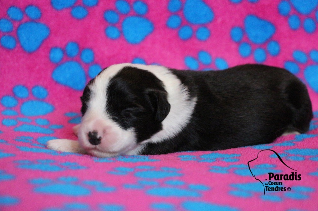 du paradis des coeurs tendres - Bearded Collie - Portée née le 27/01/2022